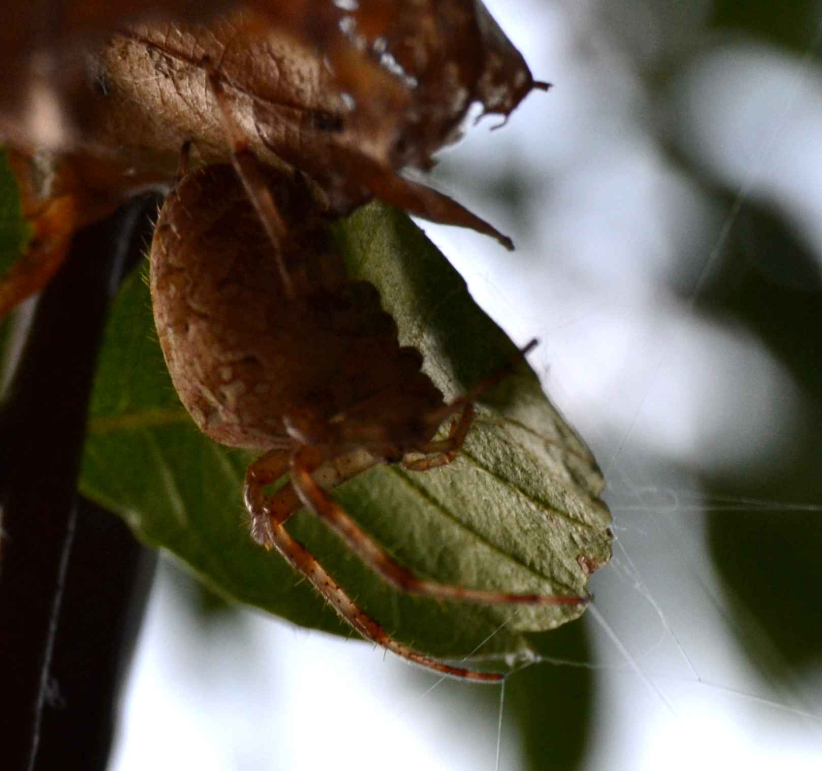 identificazione ragno [Araneus?]