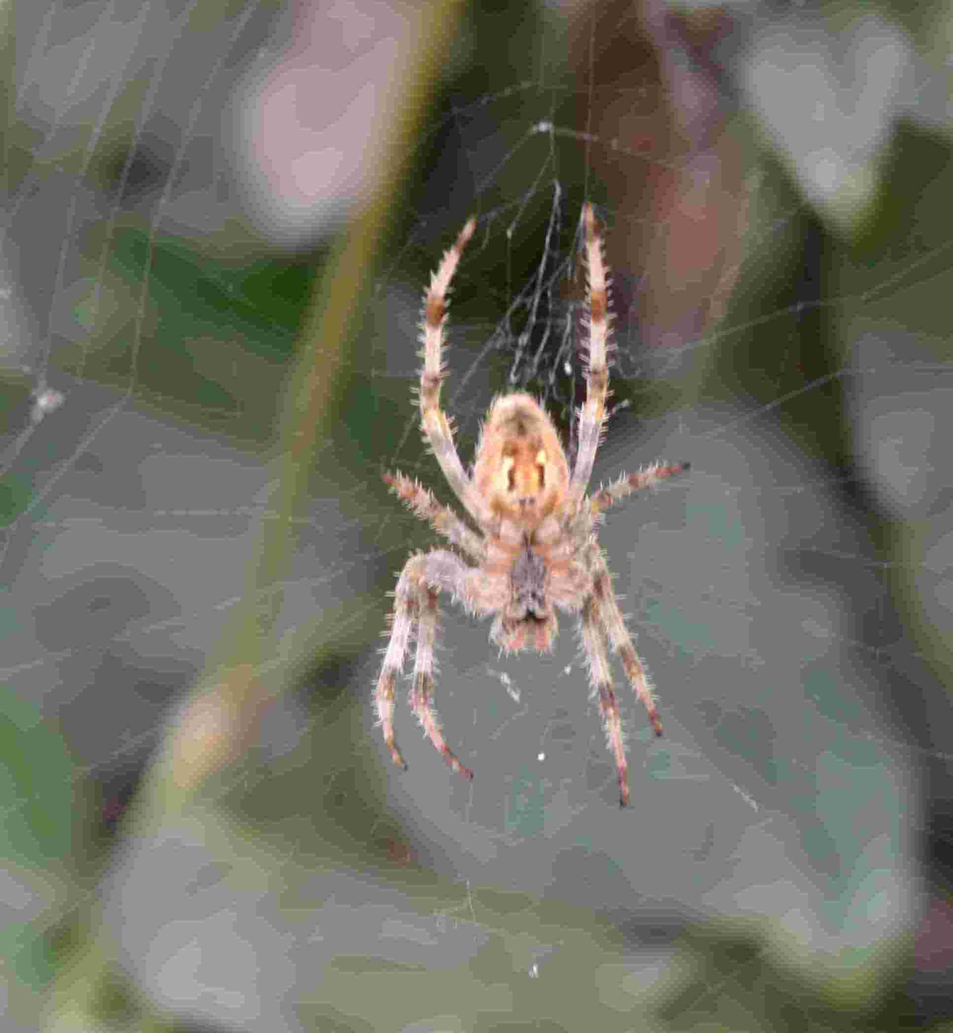 Araneus diadematus