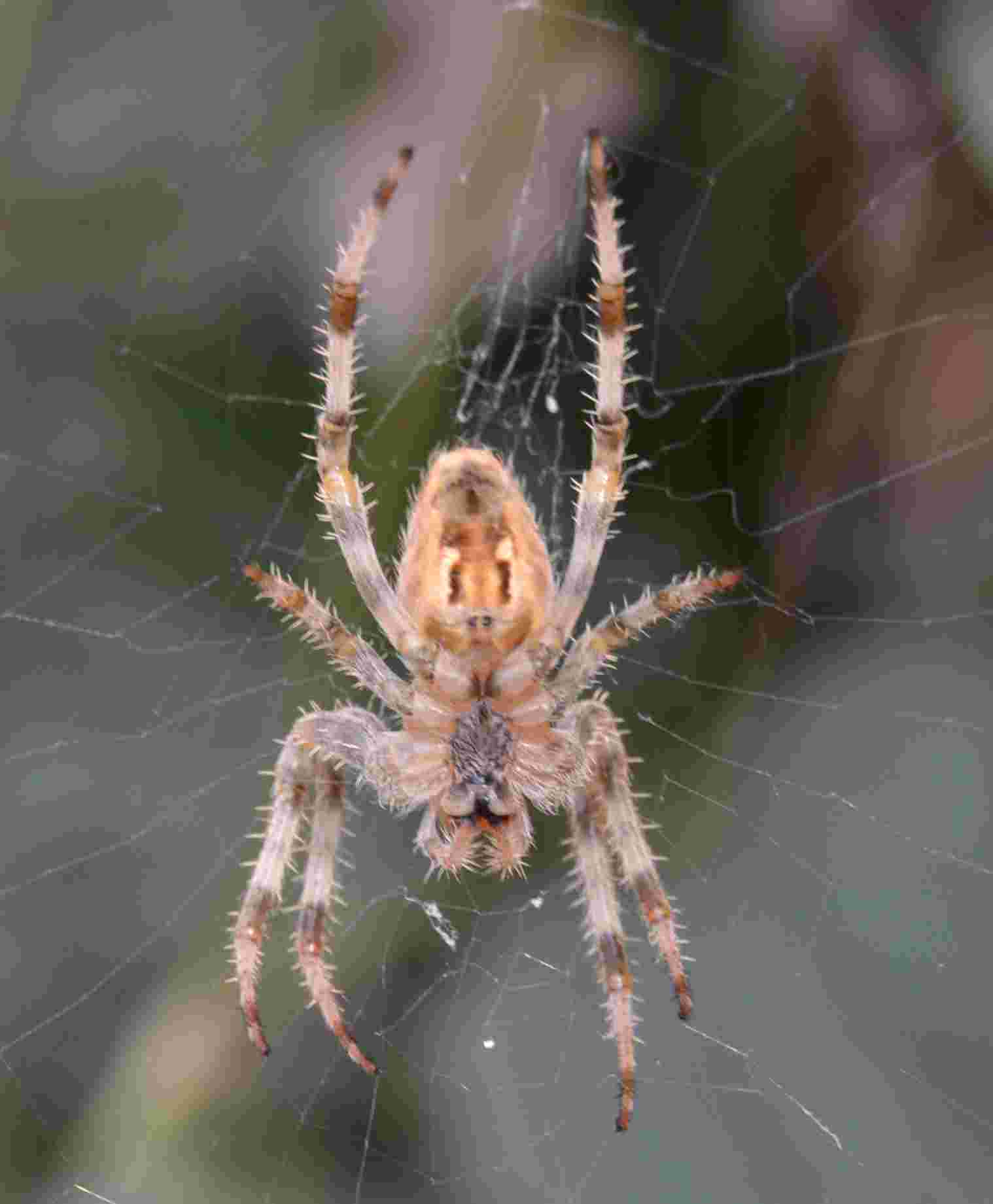 Araneus diadematus