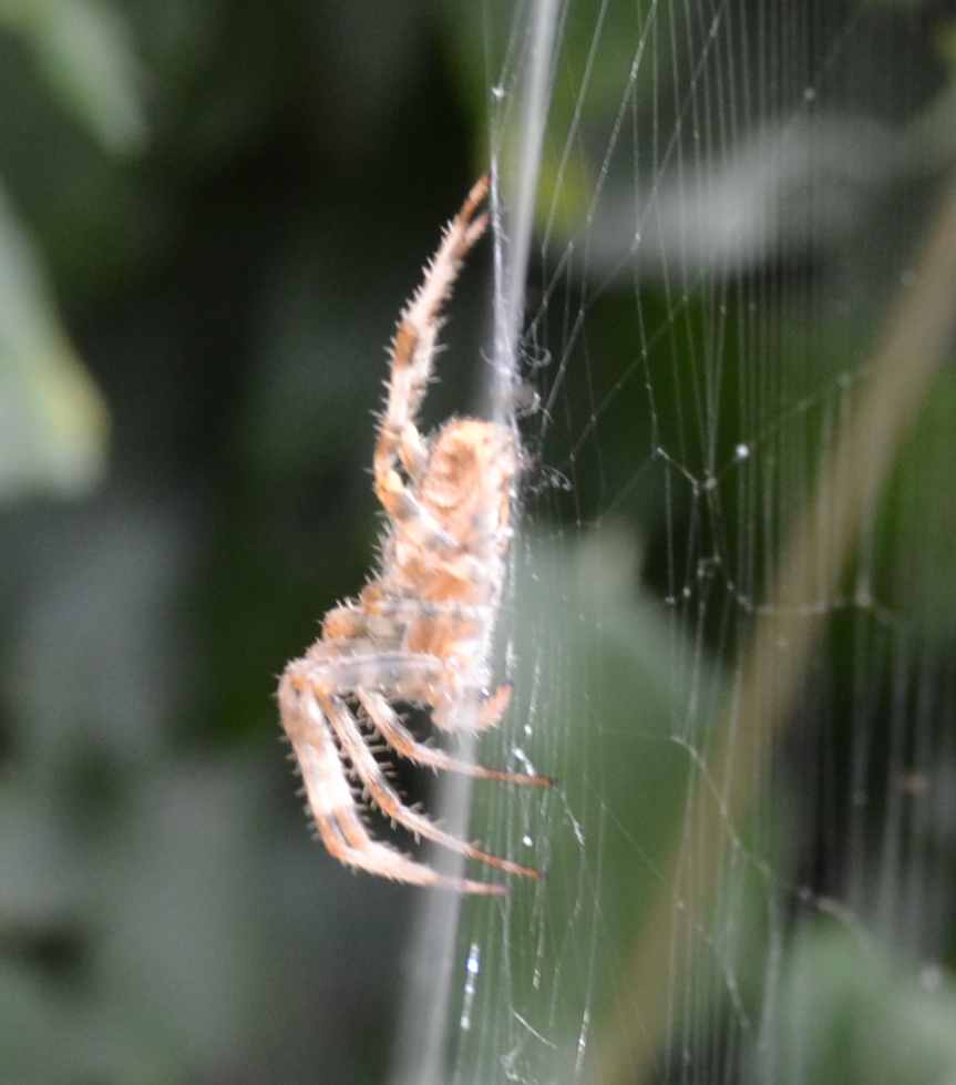 Araneus diadematus