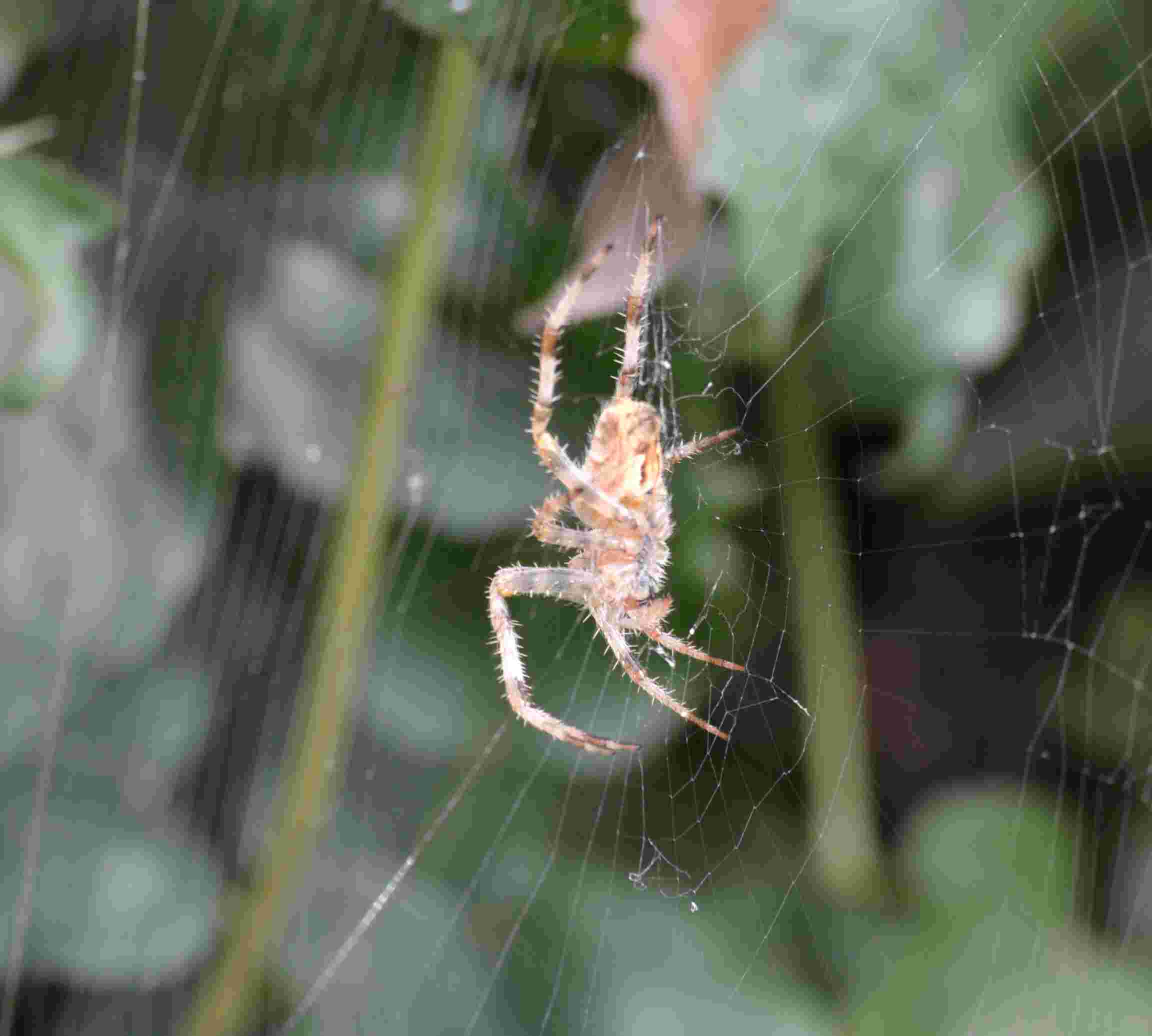 Araneus diadematus