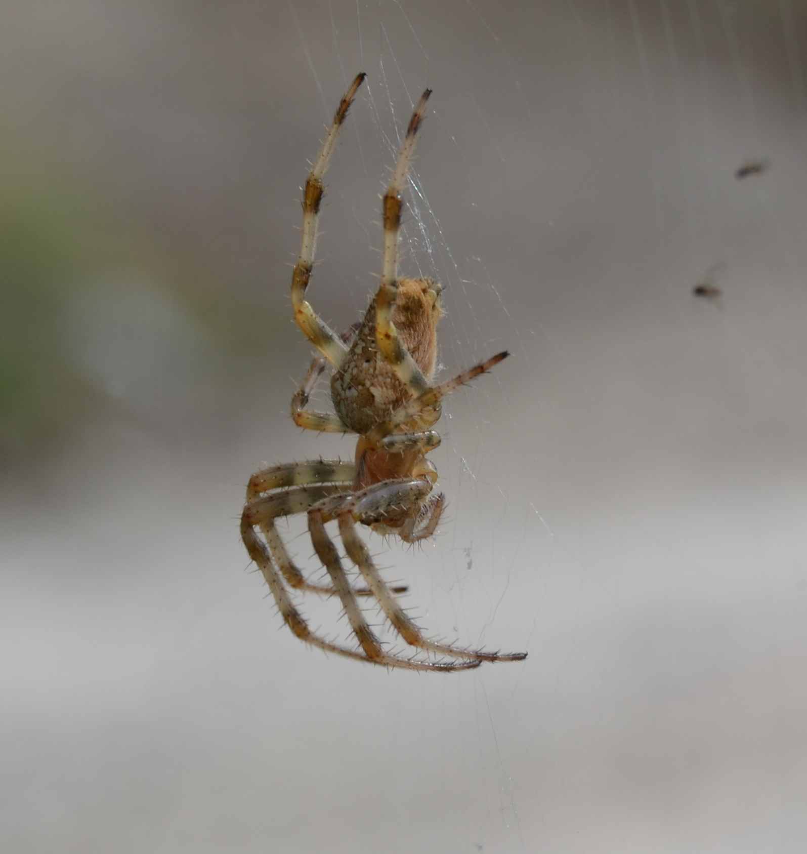 Araneus diadematus