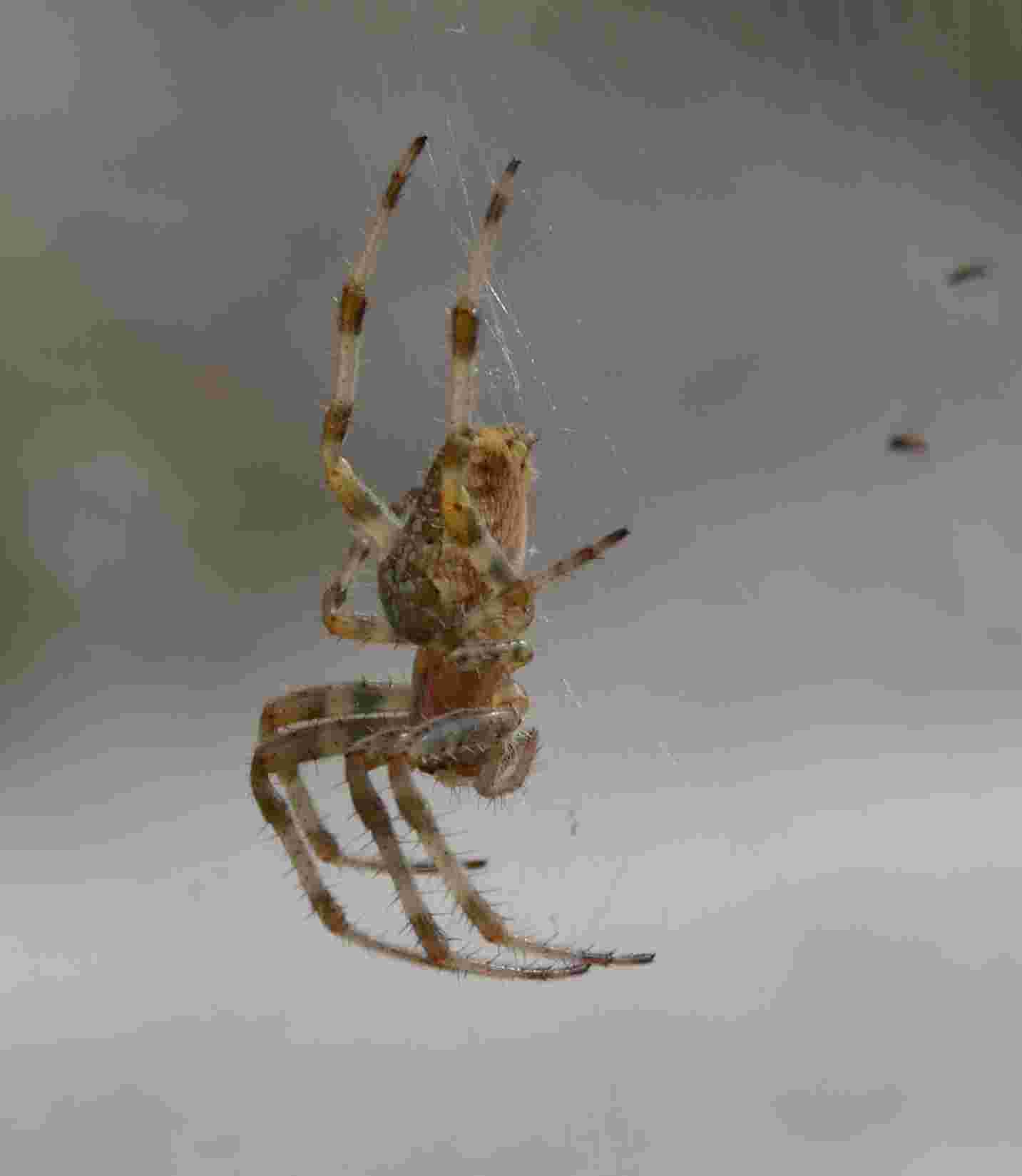 Araneus diadematus