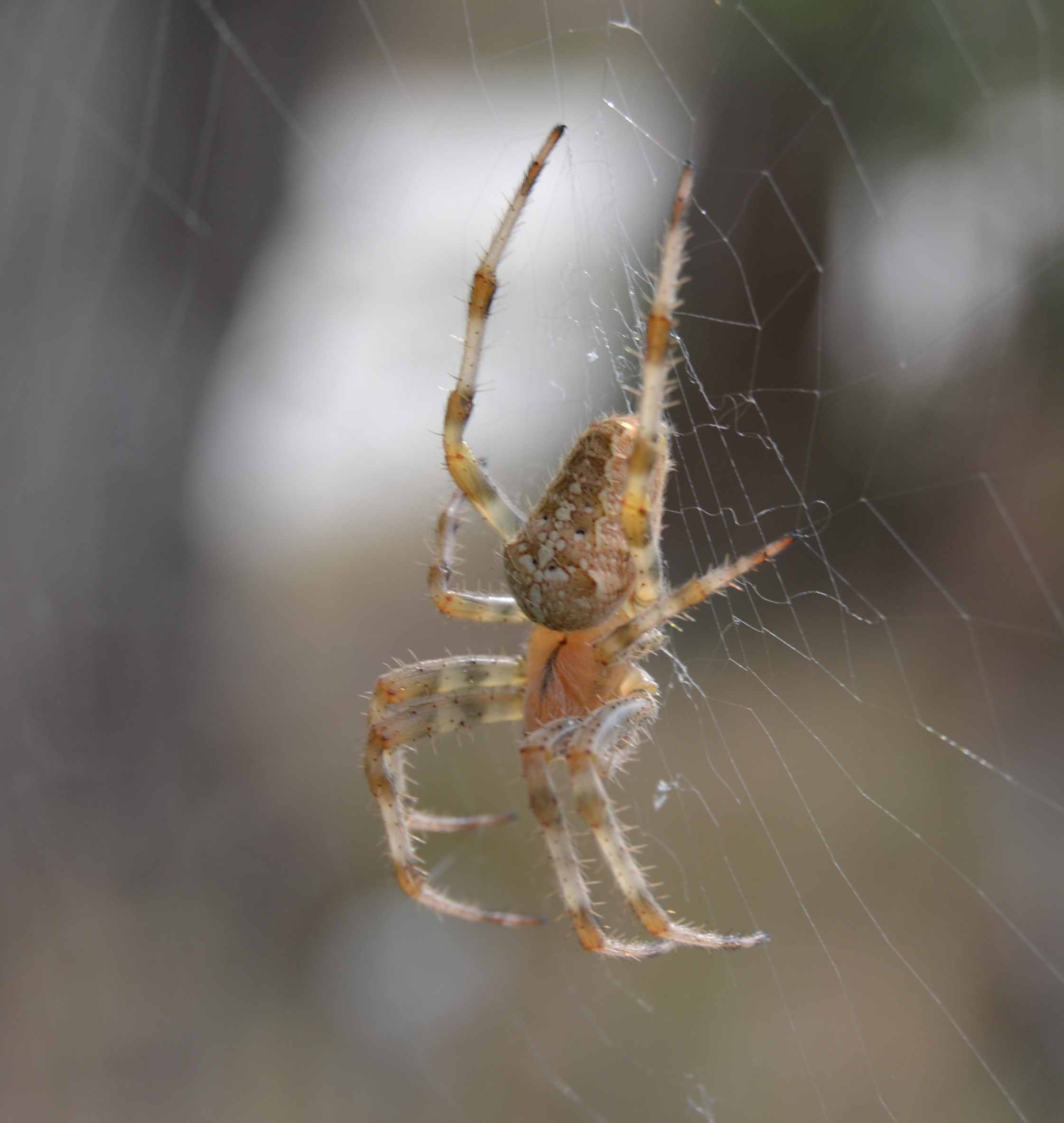 Araneus diadematus