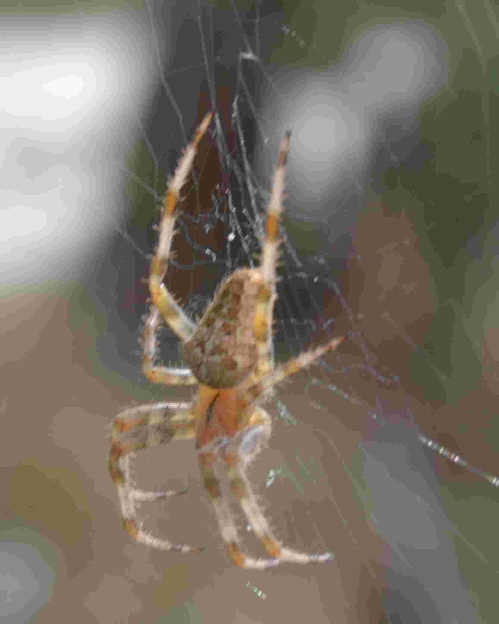 Araneus diadematus