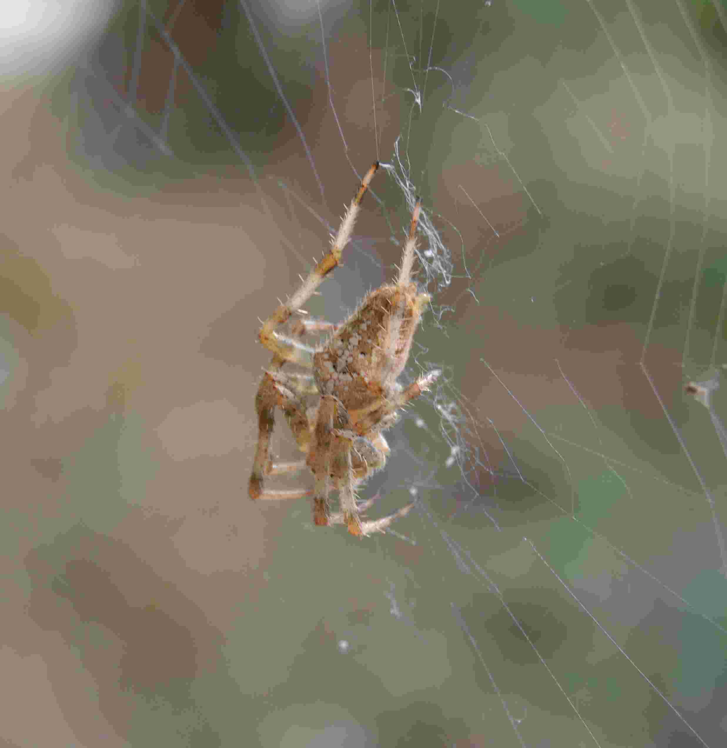 Araneus diadematus