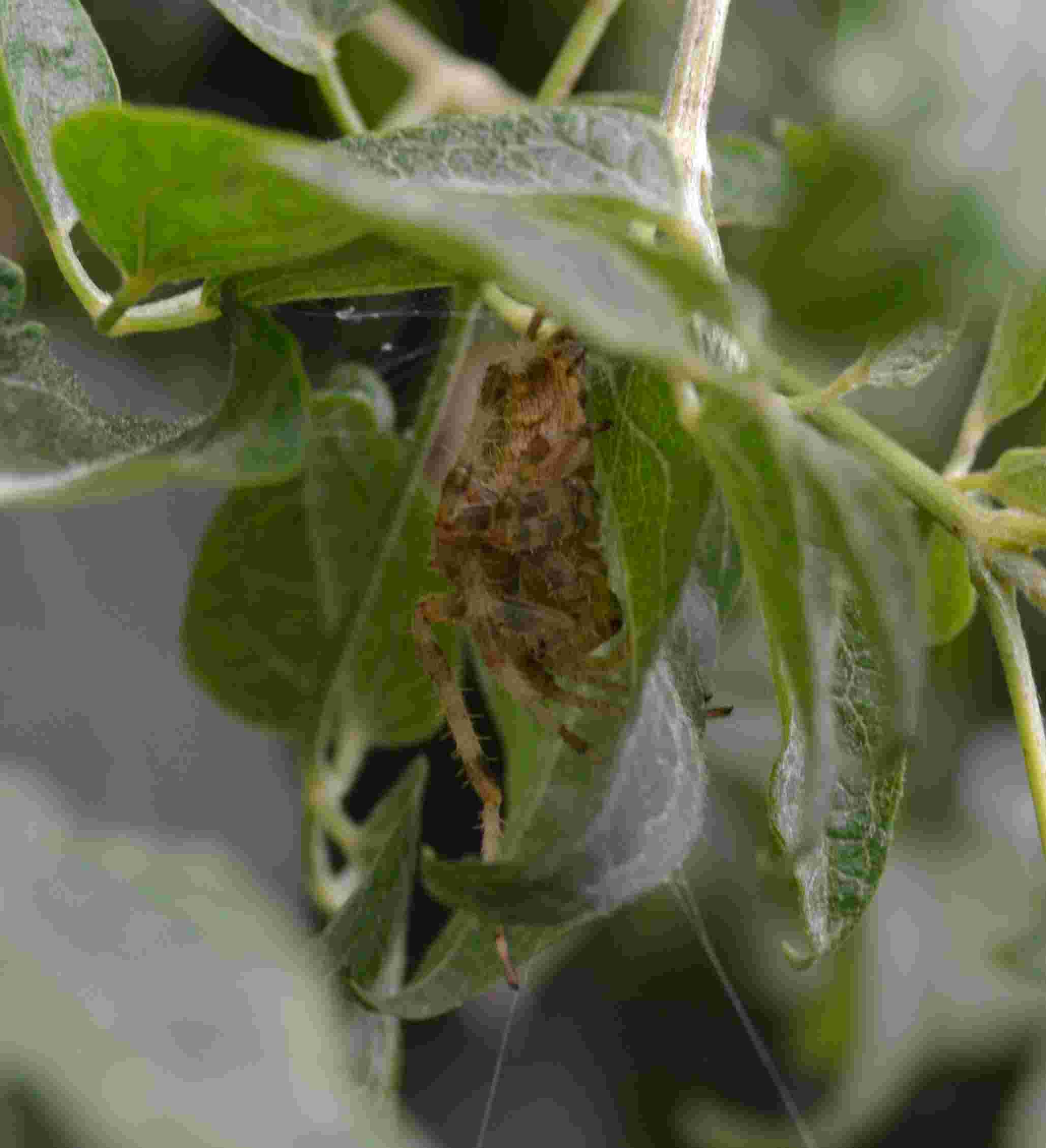 Araneus diadematus