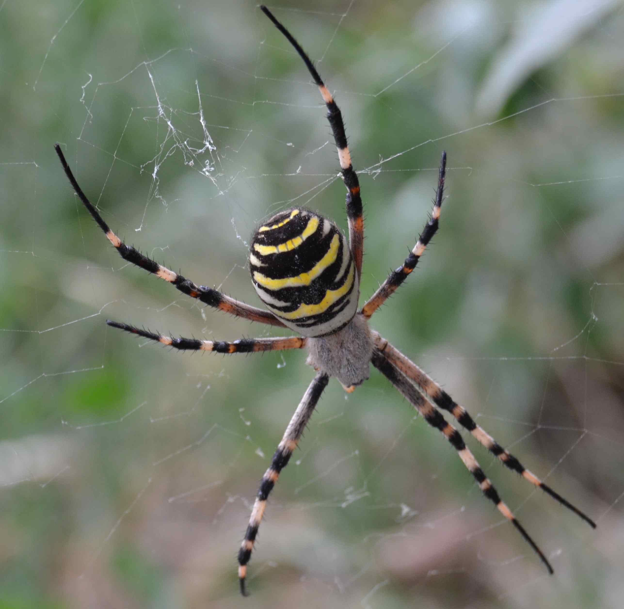 Argiope Bruennichi