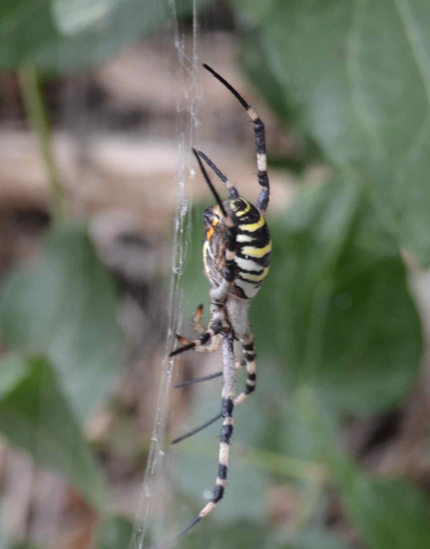 Argiope Bruennichi