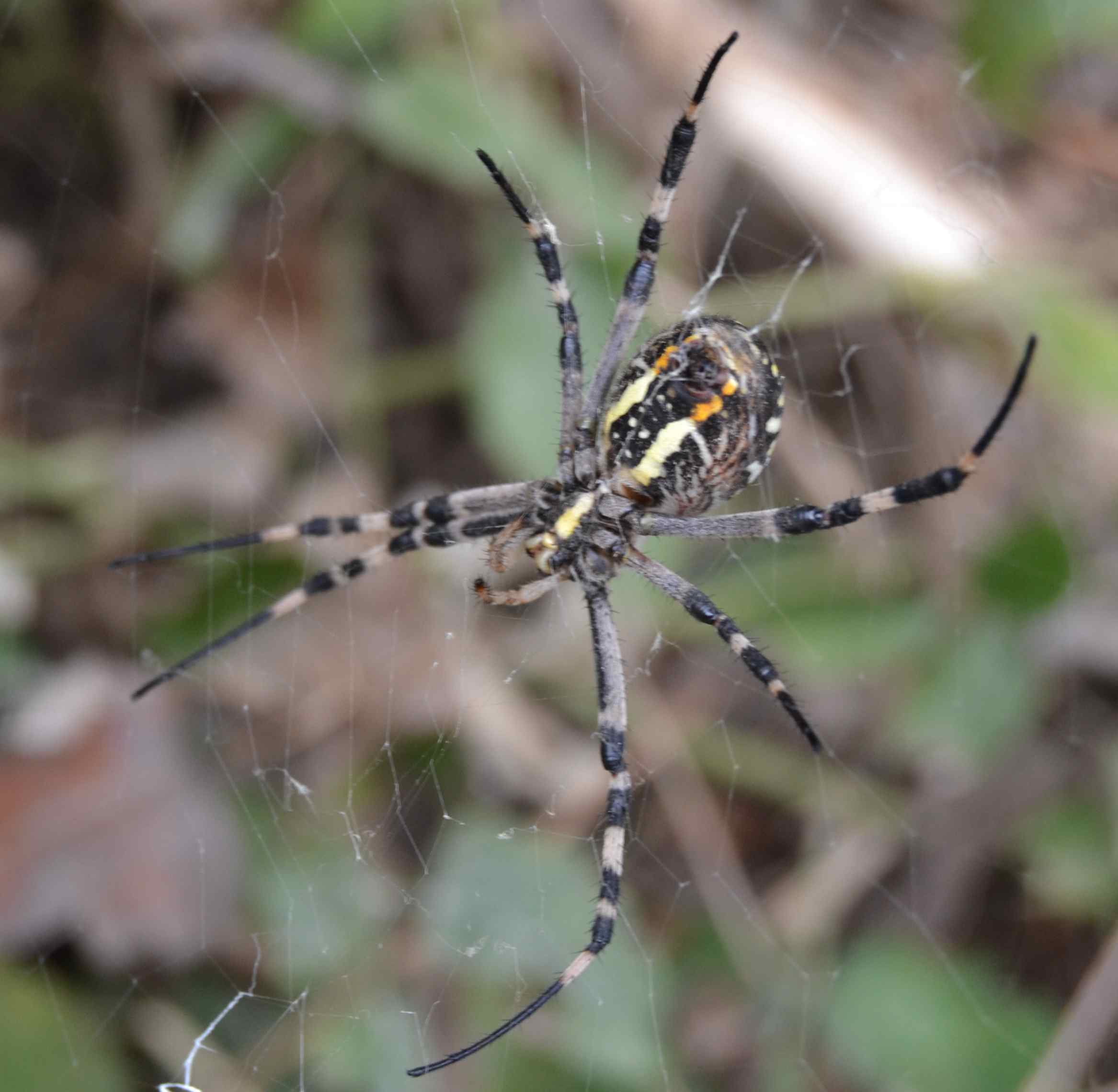 Argiope Bruennichi