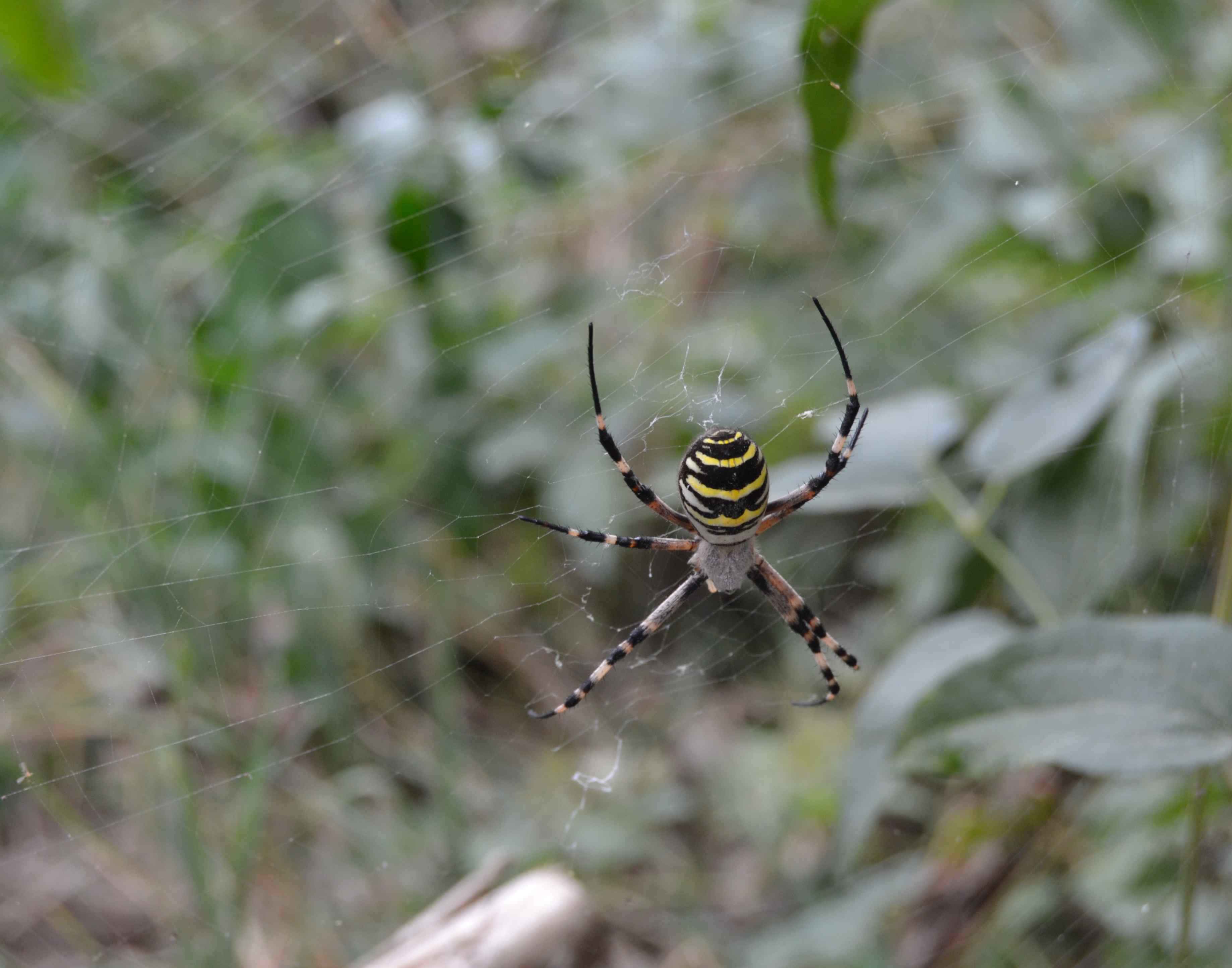 Argiope Bruennichi