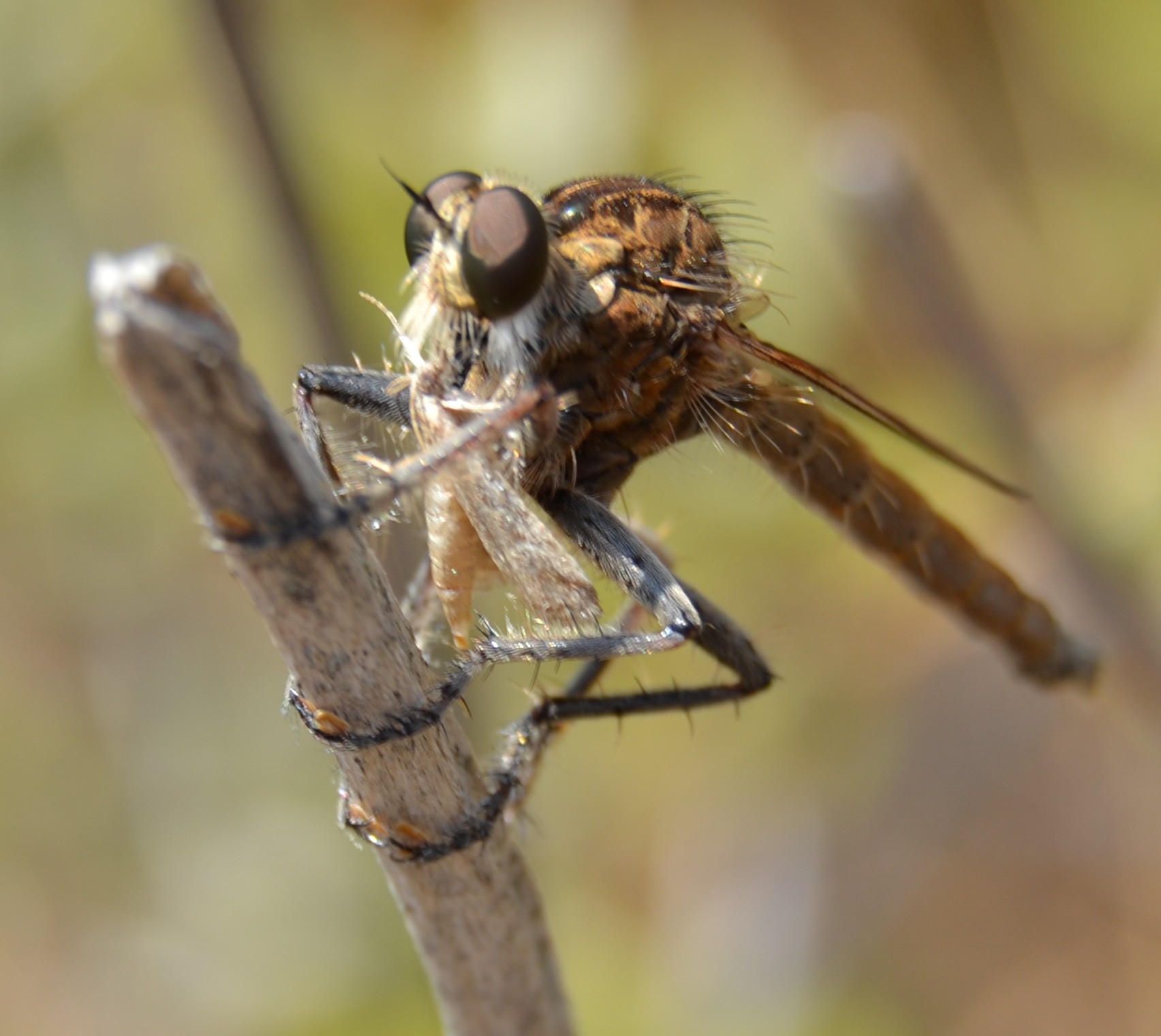 Asilidae