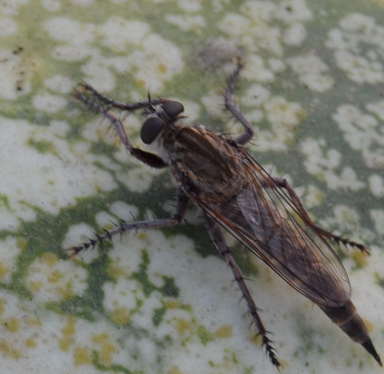 Asilidae