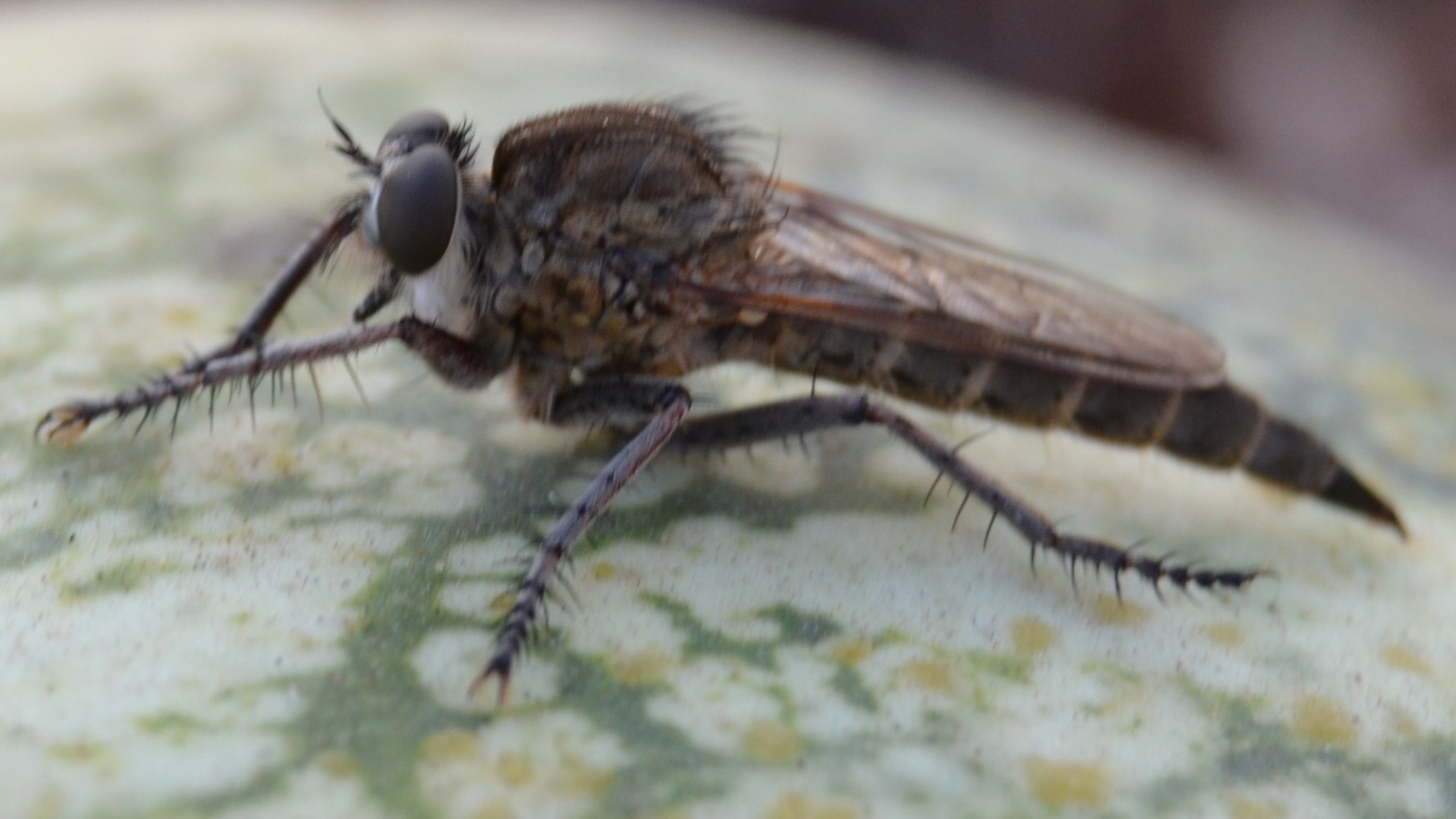 Asilidae