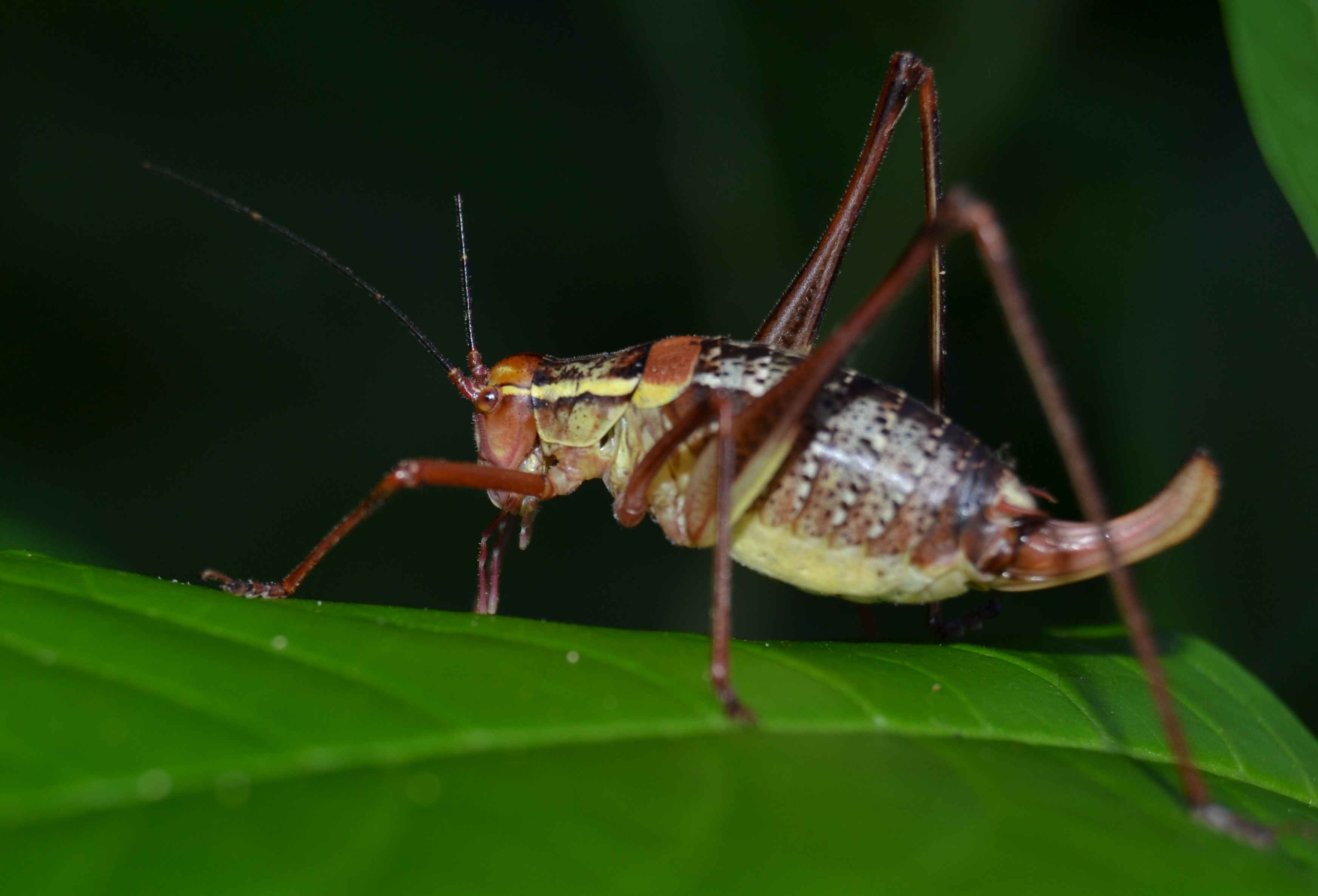 Ortottero da identificare (grillo?): Barbitistes sp.