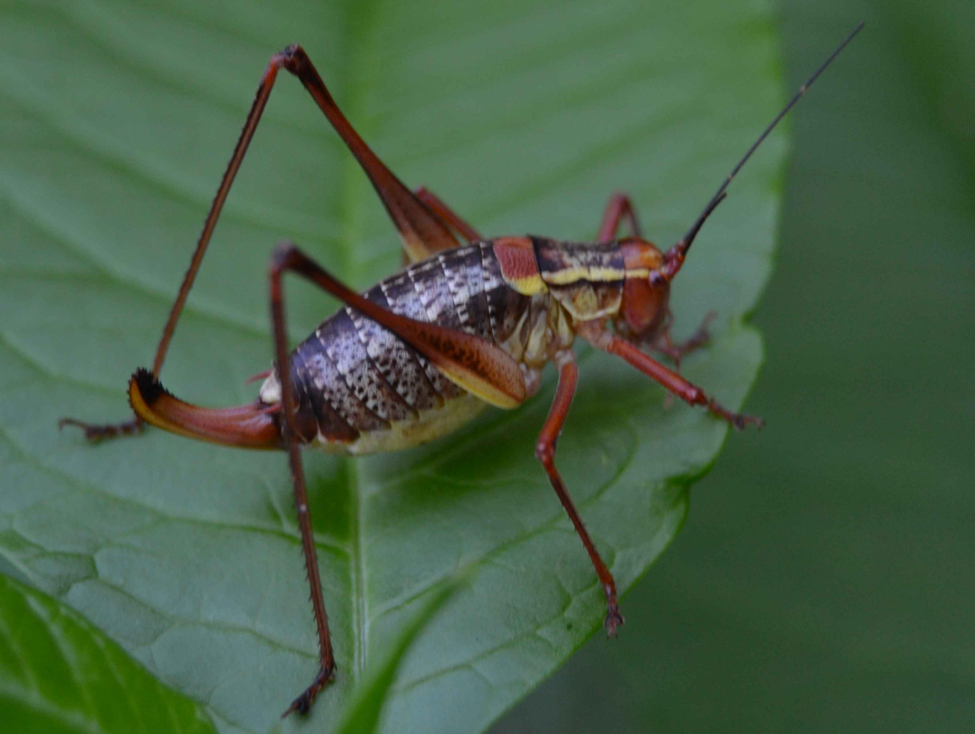 Ortottero da identificare (grillo?): Barbitistes sp.