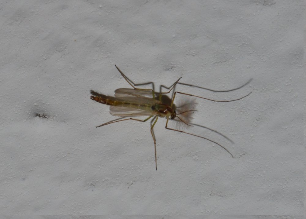 Chaoboridae, probabile Chaoborus sp.