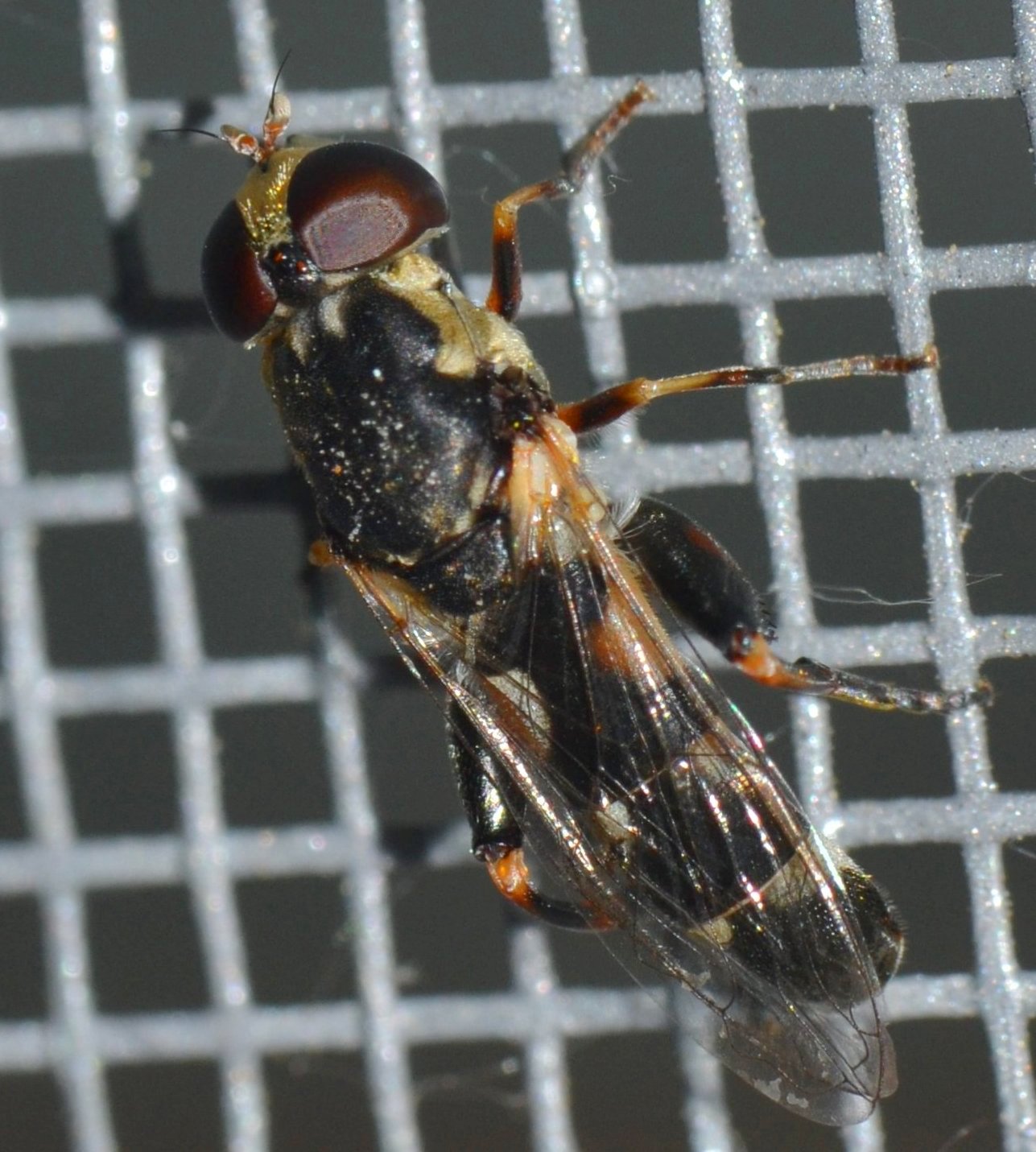 Syritta pipiens (Syrphidae)