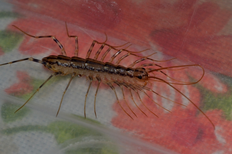 Scutigera coleoptrata