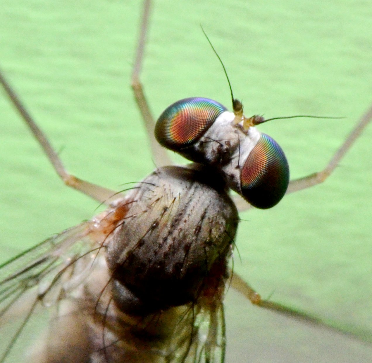 Dolichopodidae, Sciapus sp. maschio