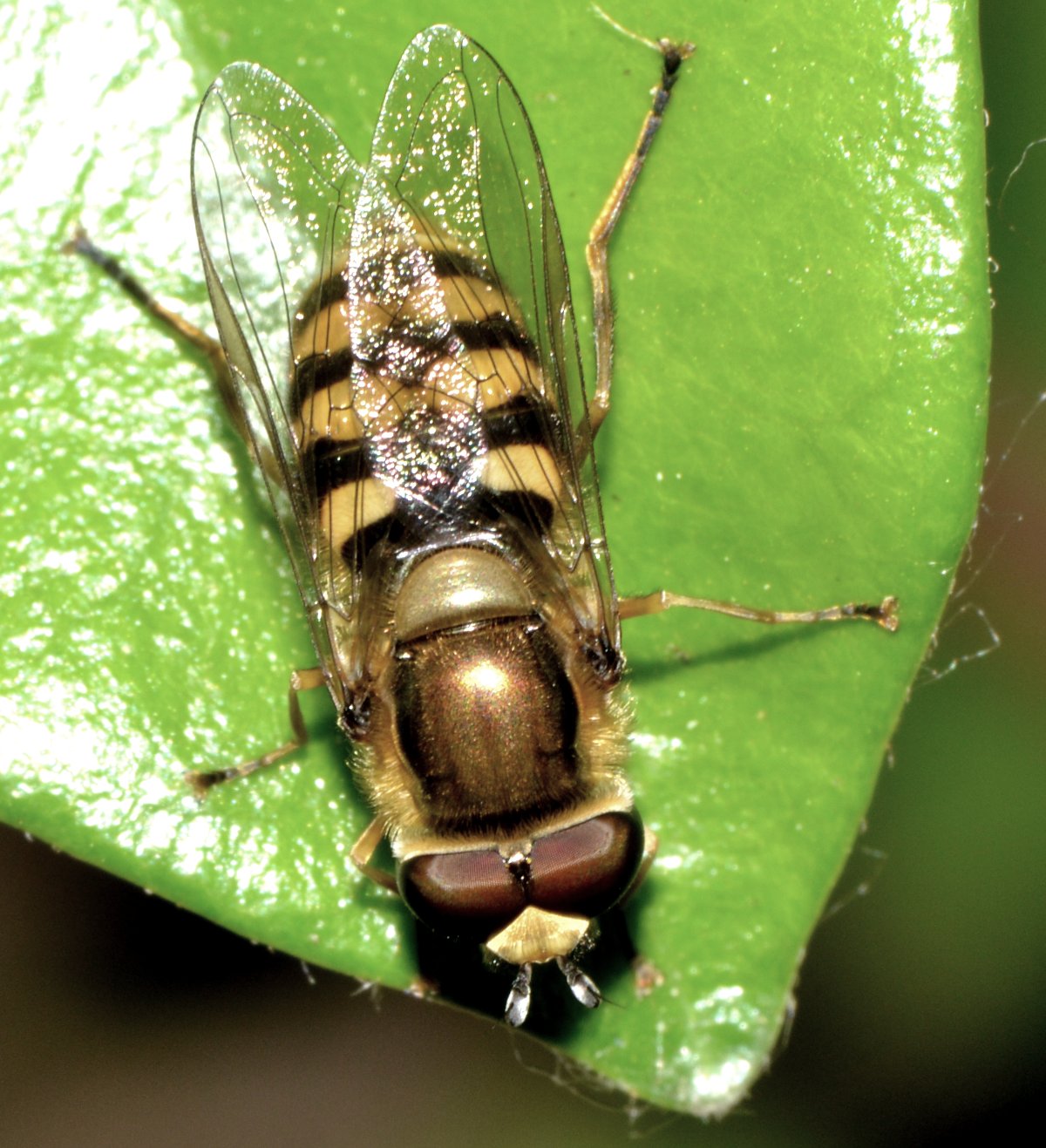 Gli Eupeodes corollae gradiscono il gelsomino