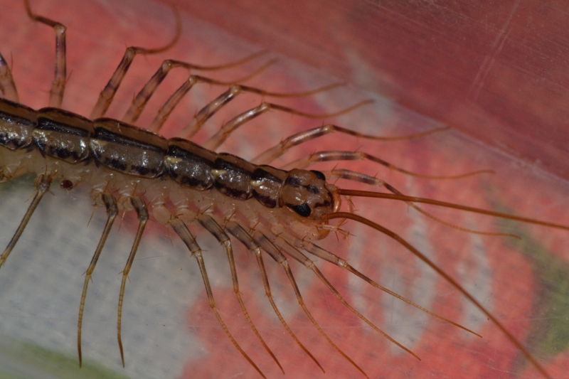 Scutigera coleoptrata