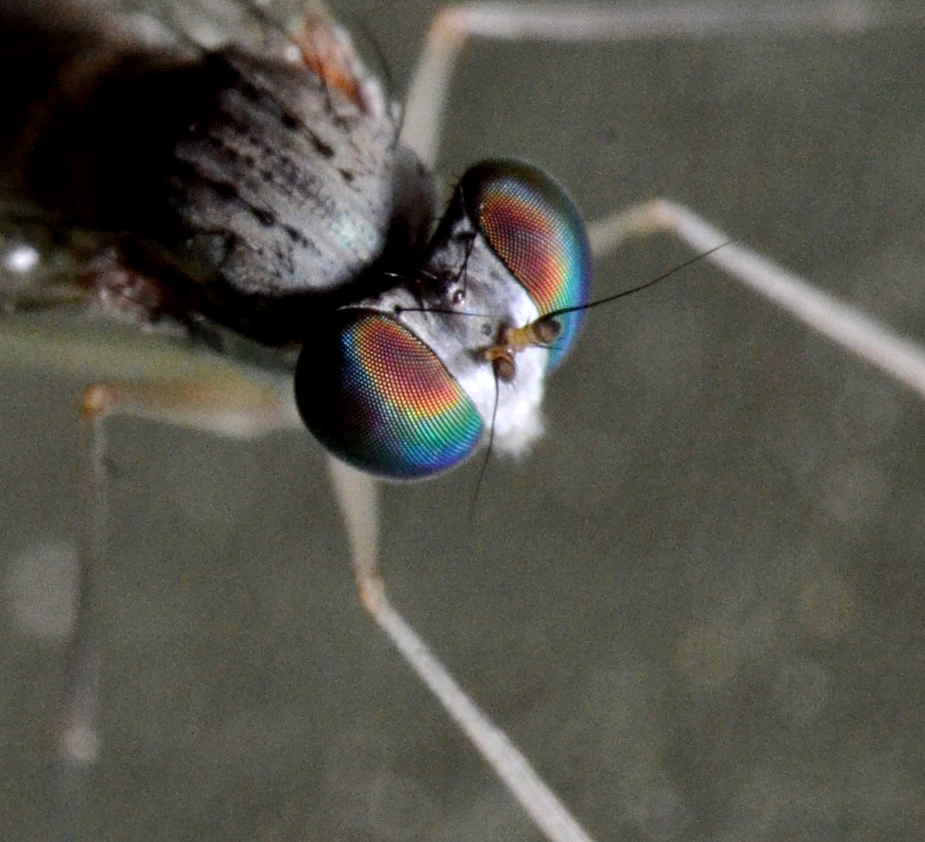 Dolichopodidae, Sciapus sp. maschio