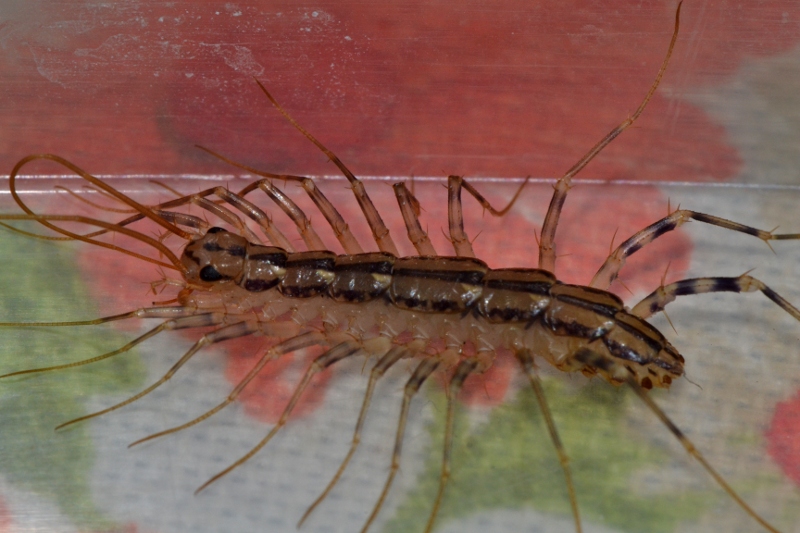 Scutigera coleoptrata