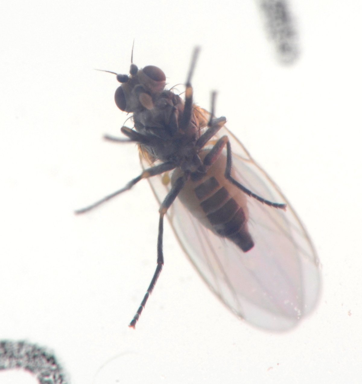 Sfarfallamento di Agromyzidae (forse Phytomyzinae)