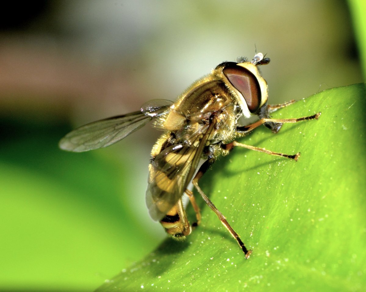 Gli Eupeodes corollae gradiscono il gelsomino