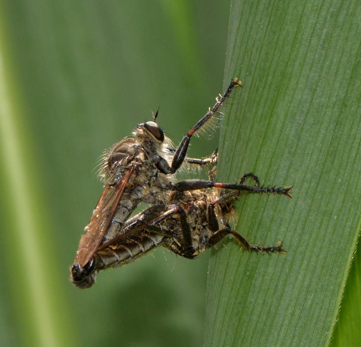 Asilidae: accoppiamento esemplari 