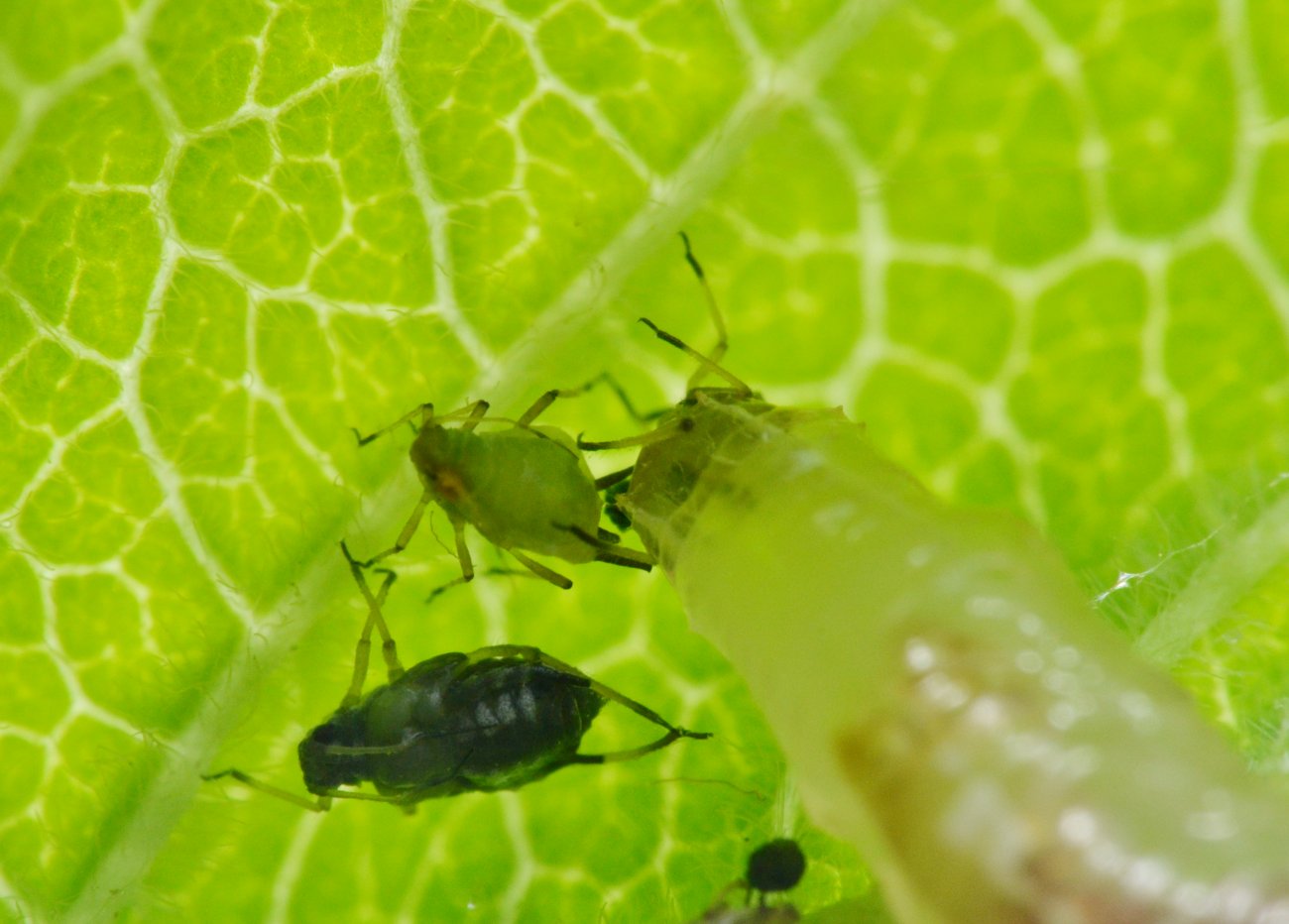 Larva di Syrphidae: una vorace divoratrice di afidi