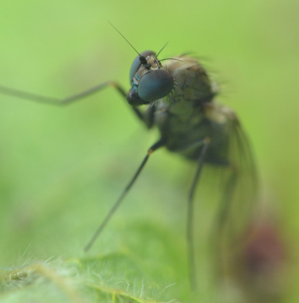 Dolichopodidae,  femmina (Medetera sp.)