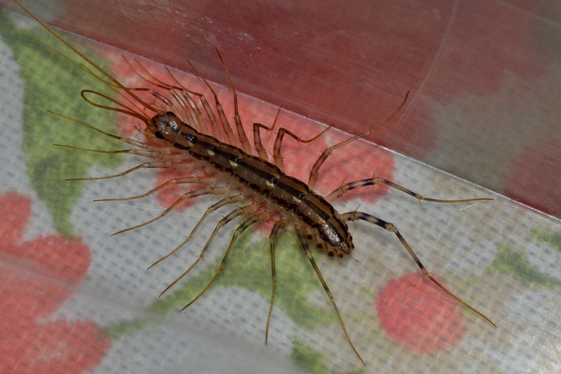 Scutigera coleoptrata