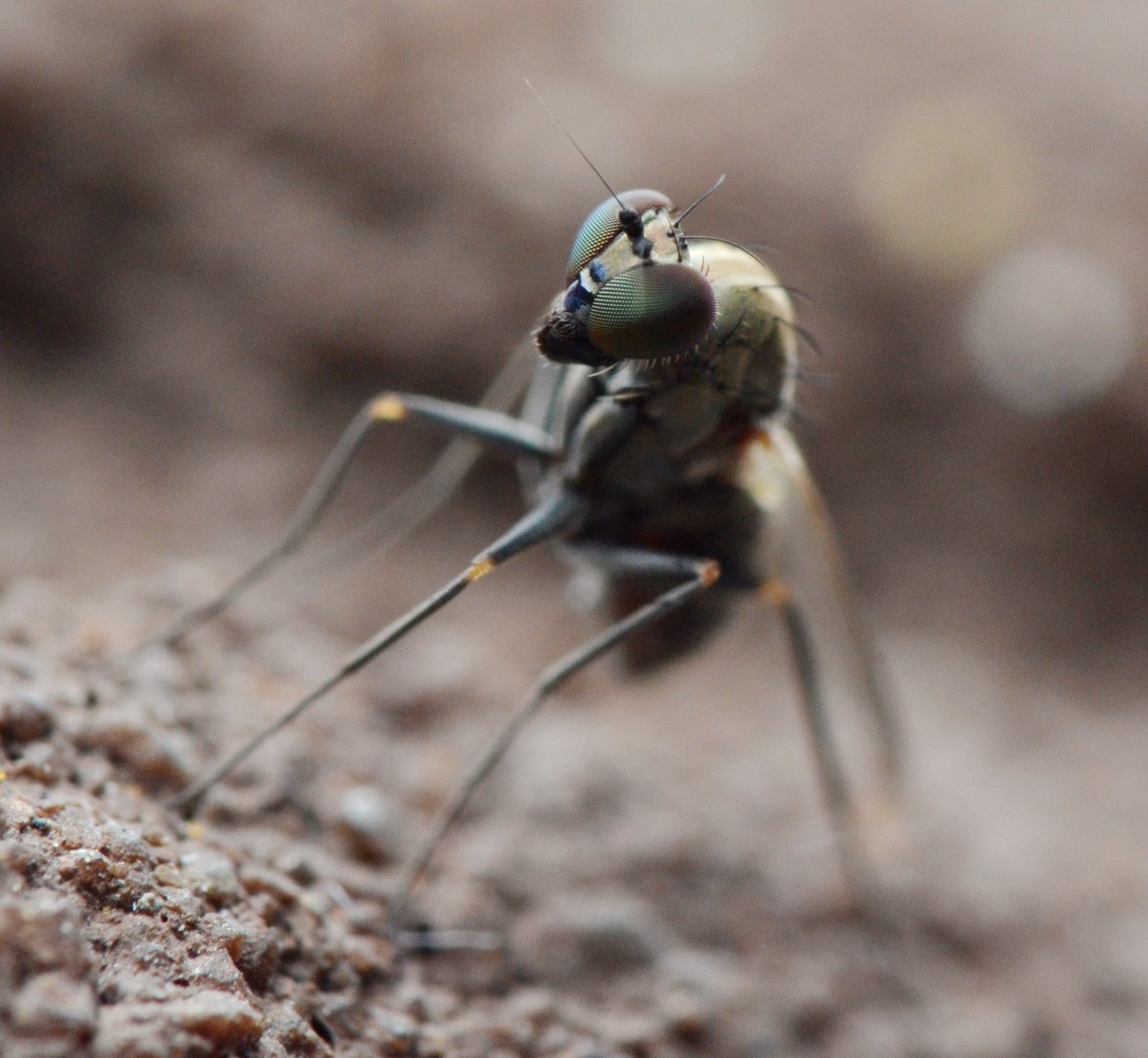 Dolichopodidae, Medetera sp. femmina 2