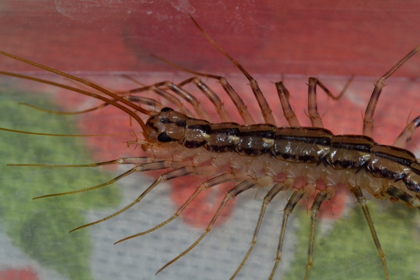 Scutigera coleoptrata