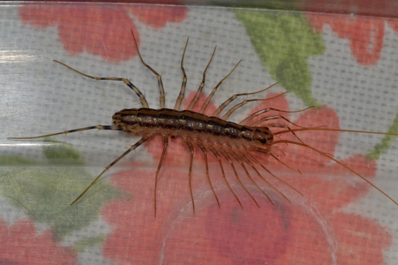 Scutigera coleoptrata