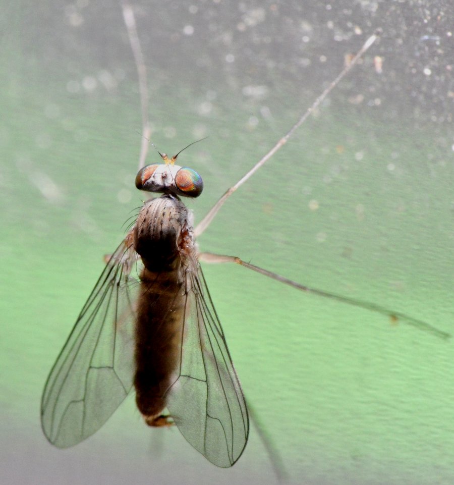 Dolichopodidae, Sciapus sp. maschio