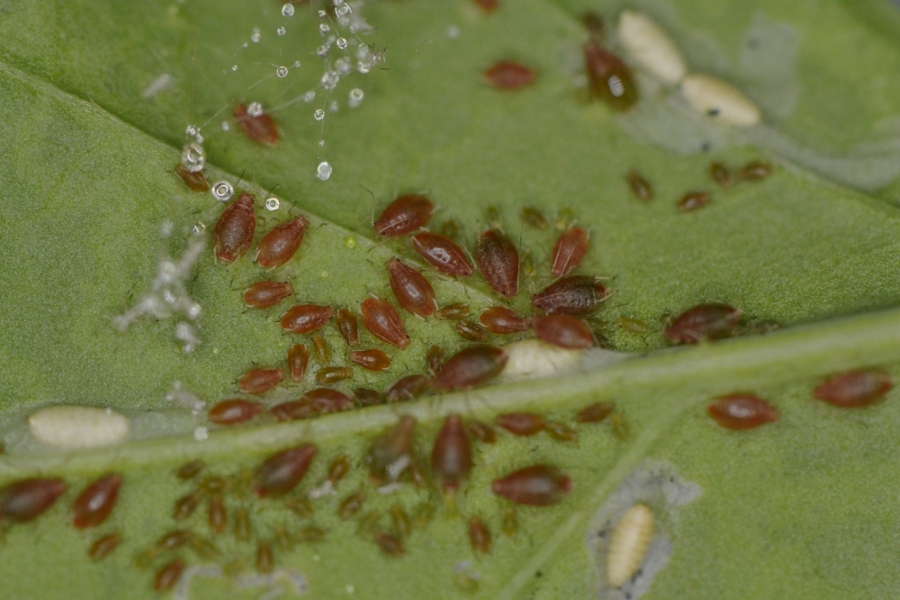 Afidi  ( Macrosiphum rosae) e larve di dittero Agromyzidae