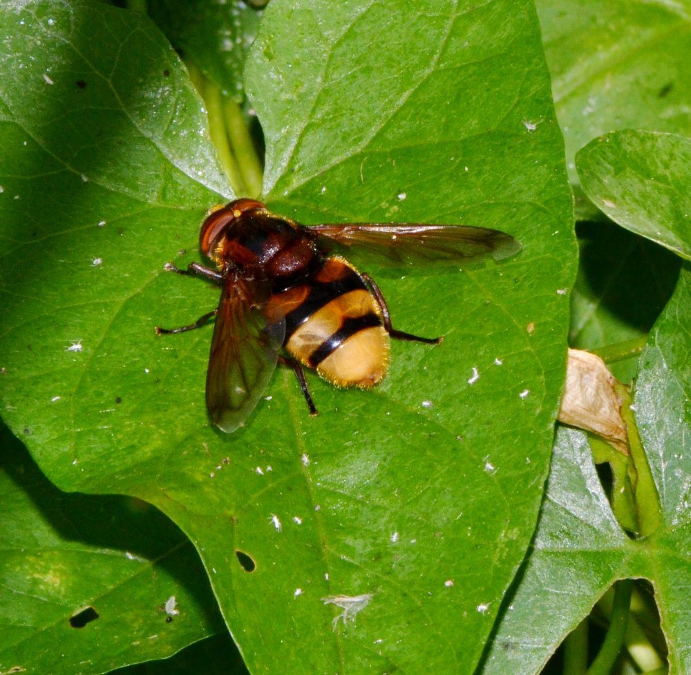 Volucella zonaria maschio