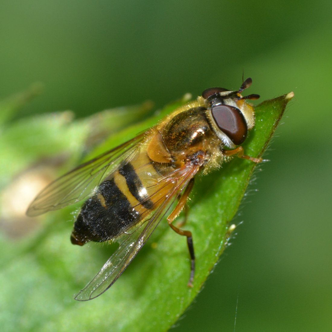 ID syrphidae