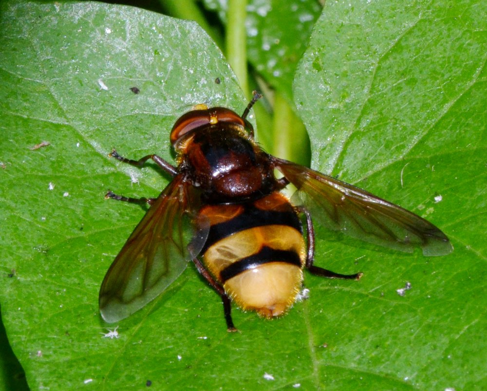 Volucella zonaria maschio