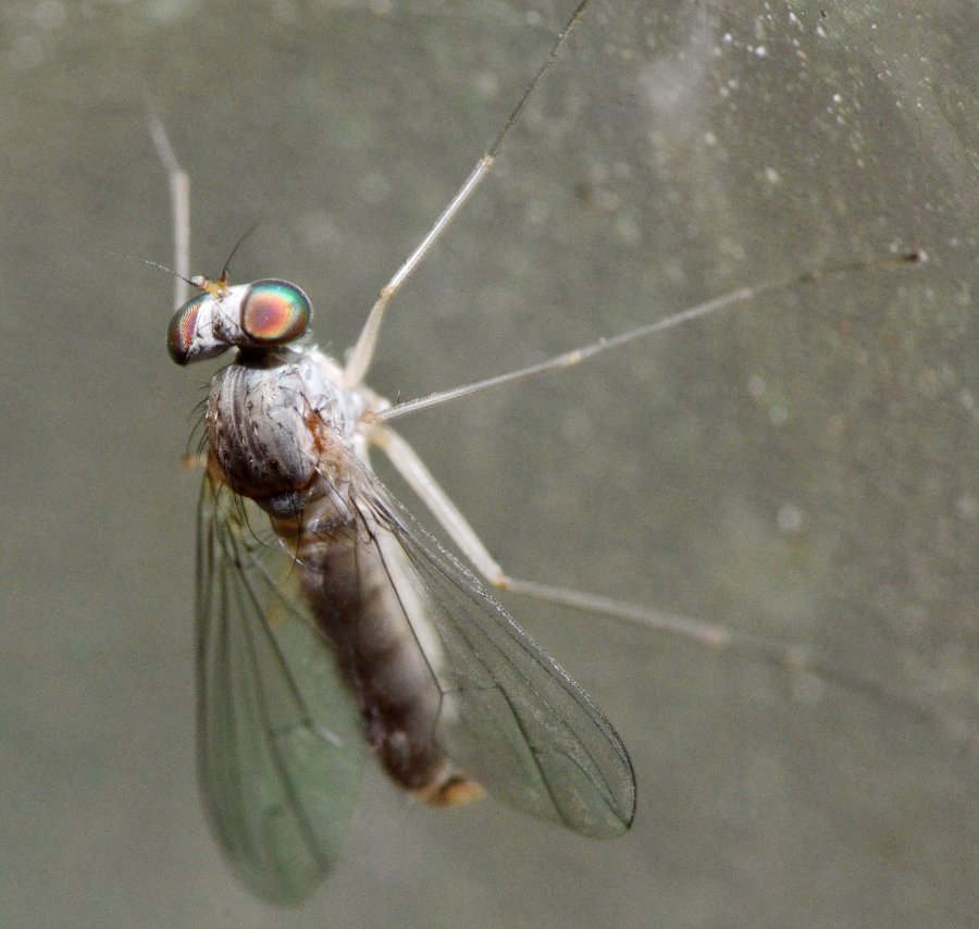 Dolichopodidae, Sciapus sp. maschio