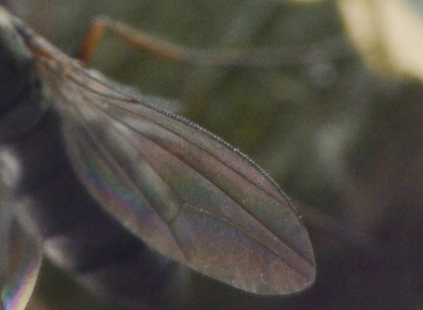 Dolichopodidae,  femmina (Medetera sp.)