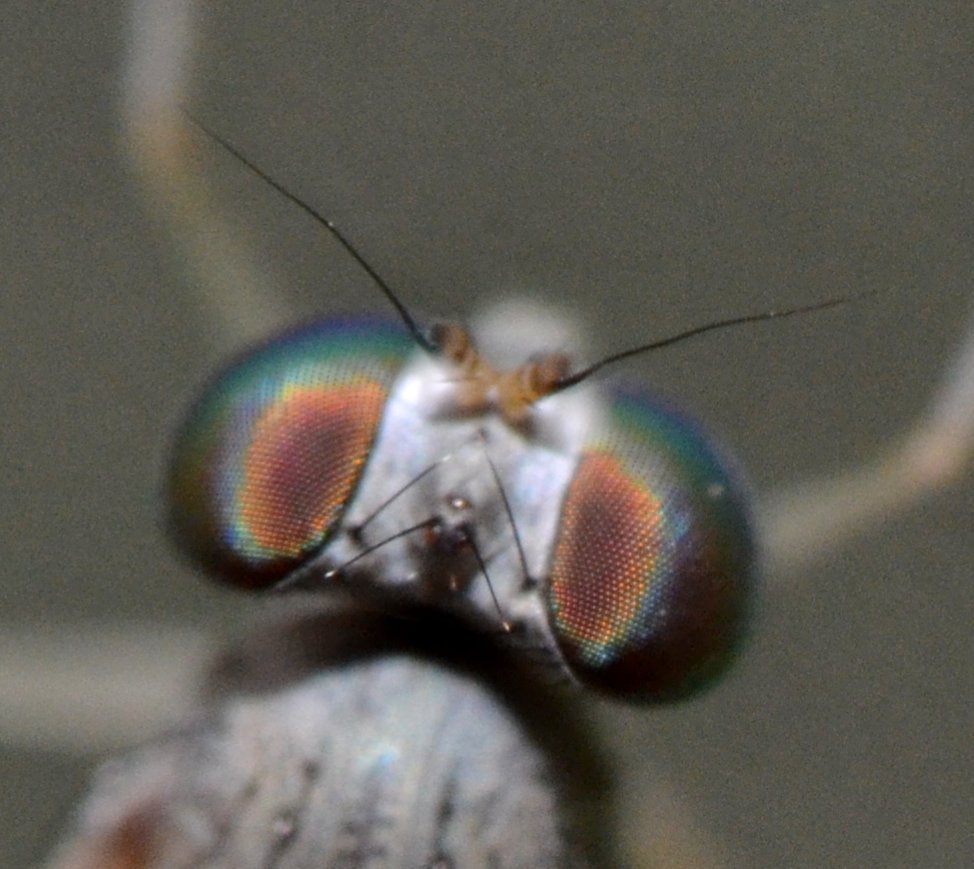 Dolichopodidae, Sciapus sp. maschio