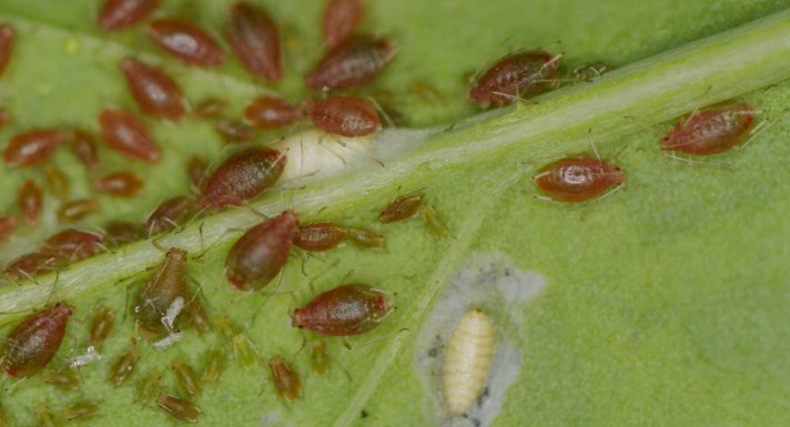 Afidi  ( Macrosiphum rosae) e larve di dittero Agromyzidae