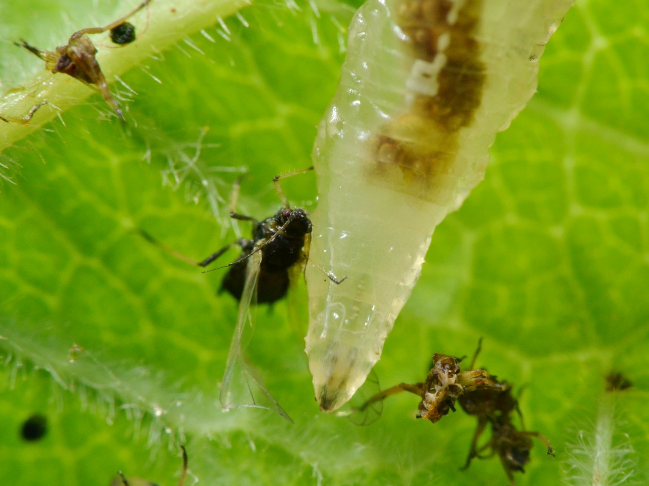 Larva di Syrphidae: una vorace divoratrice di afidi