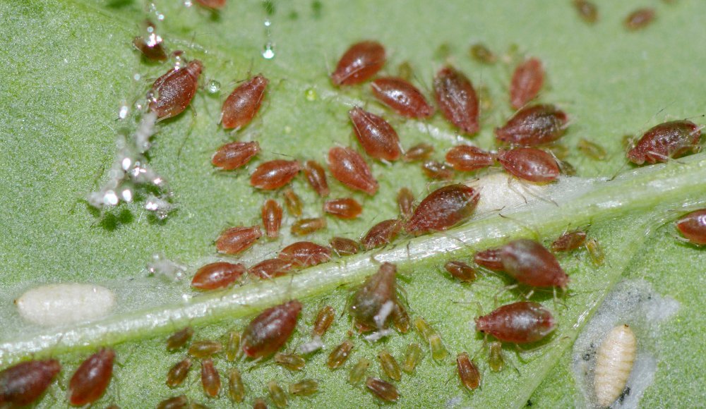 Afidi  ( Macrosiphum rosae) e larve di dittero Agromyzidae