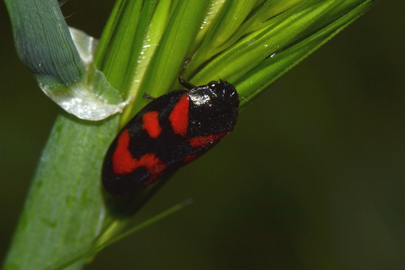 Cercopis vulnerata