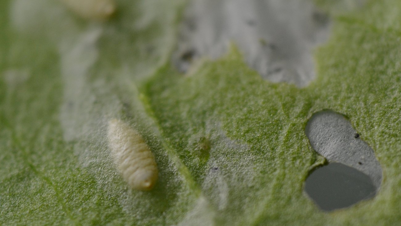 Pupario Agromyzidae?